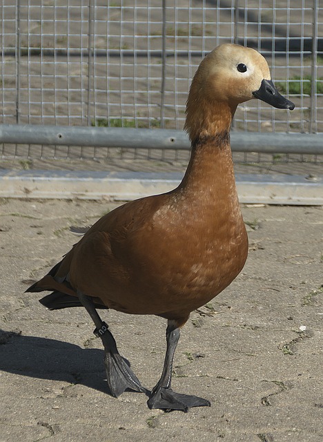 內蒙古對陣