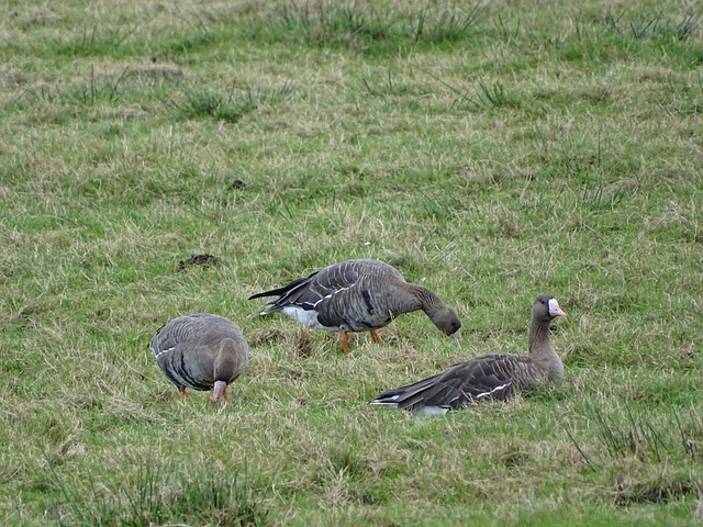 球更是撕破 球更是撕破