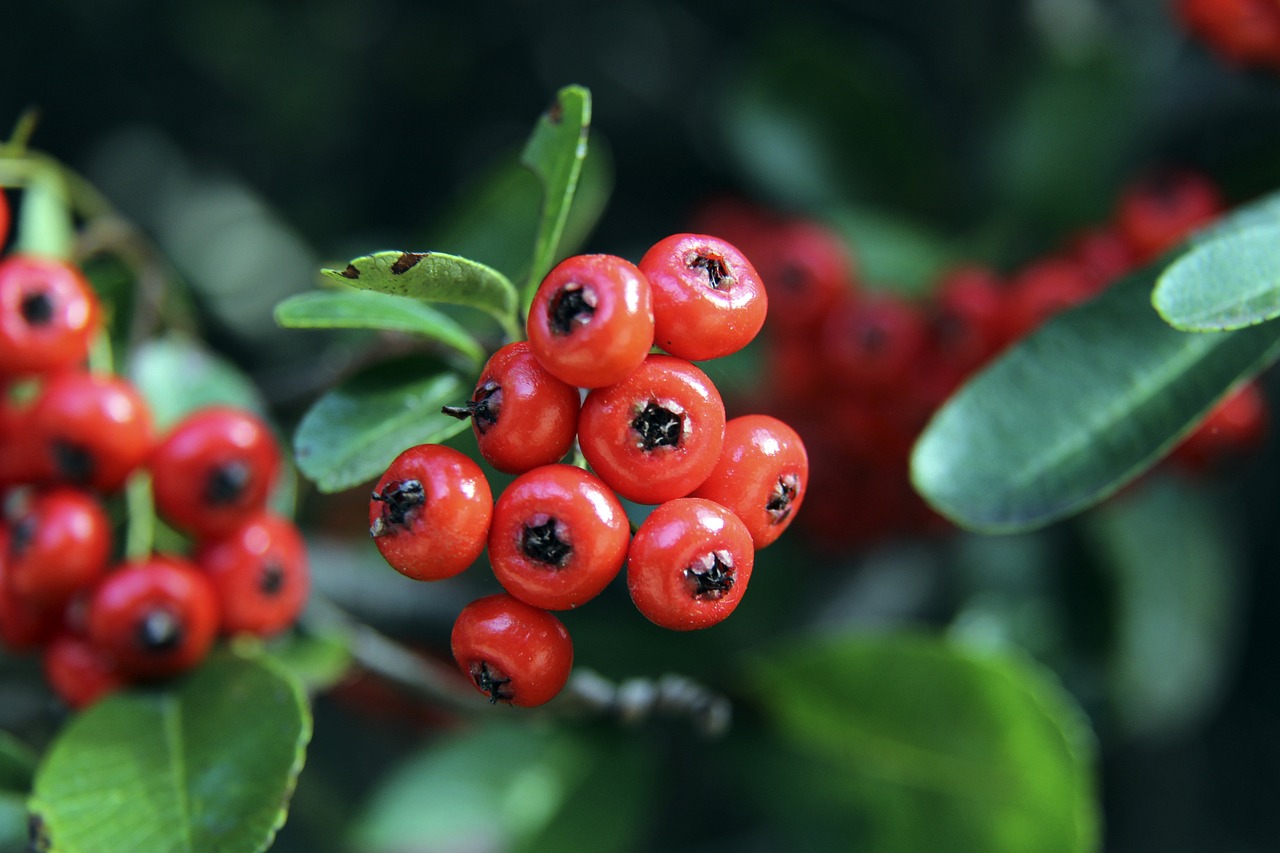 及青训培养 及青训培养